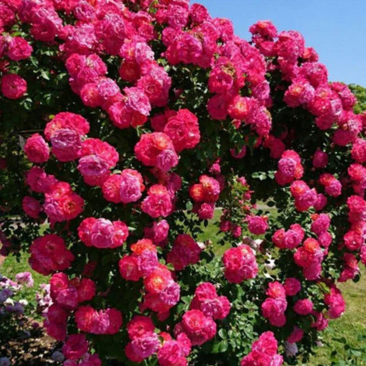 Premium Elegant Climbing Rose Flower Seeds 🌹
